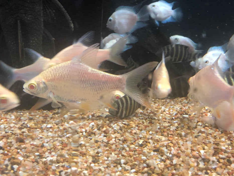 Albino Tinfoil Barb (Barbonymus schwanenfeldii)