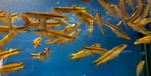 Load image into Gallery viewer, Xingu Pike Cichlid (Crenicichla xingu sp)
