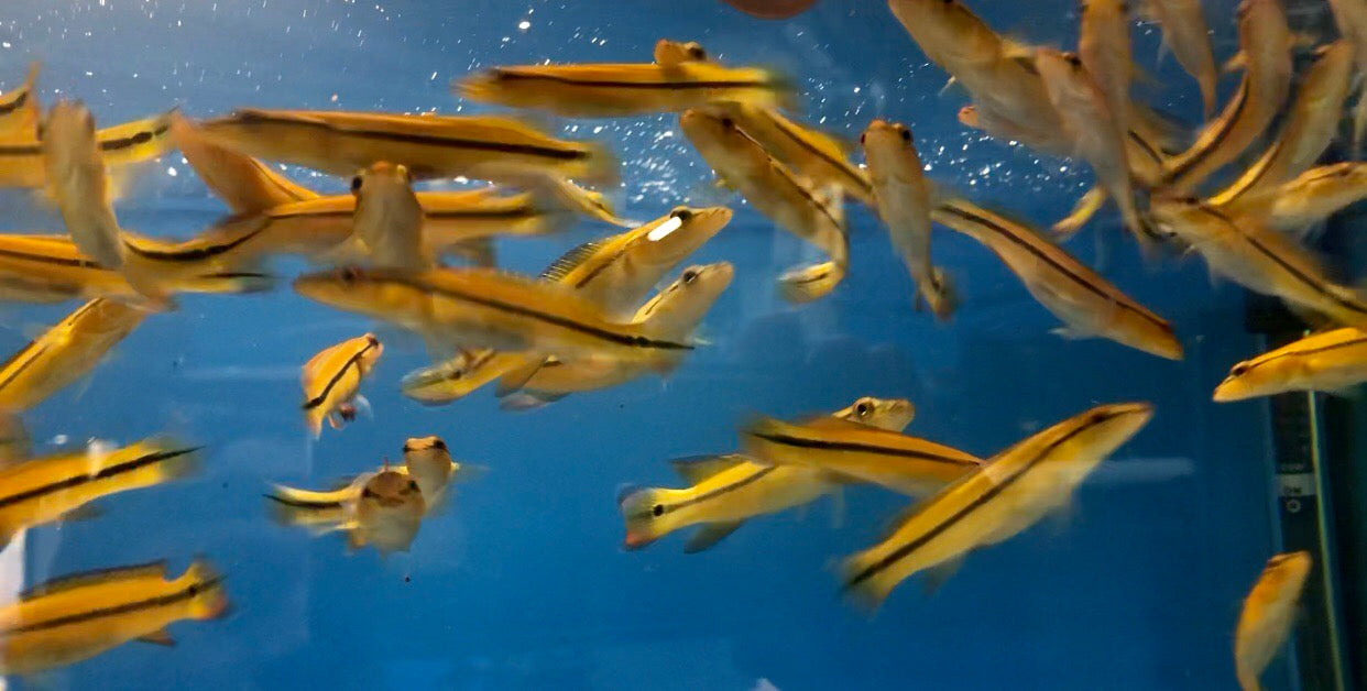 Xingu Pike Cichlid (Crenicichla xingu sp)