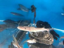 Load image into Gallery viewer, Platinum White Tiger Shovelnose Catfish (Pseudoplatystoma tigrinum)
