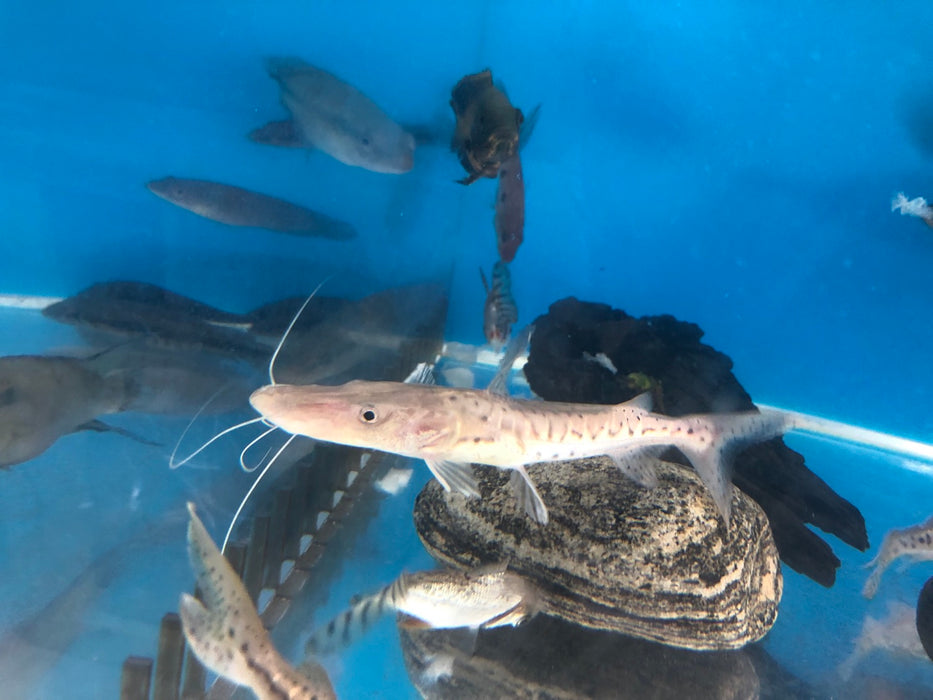 Platinum White Tiger Shovelnose Catfish (Pseudoplatystoma tigrinum)
