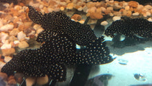 Load image into Gallery viewer, L241 Galaxy Vampire Pleco (Leporacanthicus galaxias)

