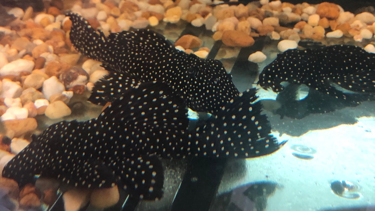 L241 Galaxy Vampire Pleco (Leporacanthicus galaxias)