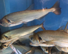 Load image into Gallery viewer, Red Tail Payara Vampire Tetra (Hydrolycus tatauaia)
