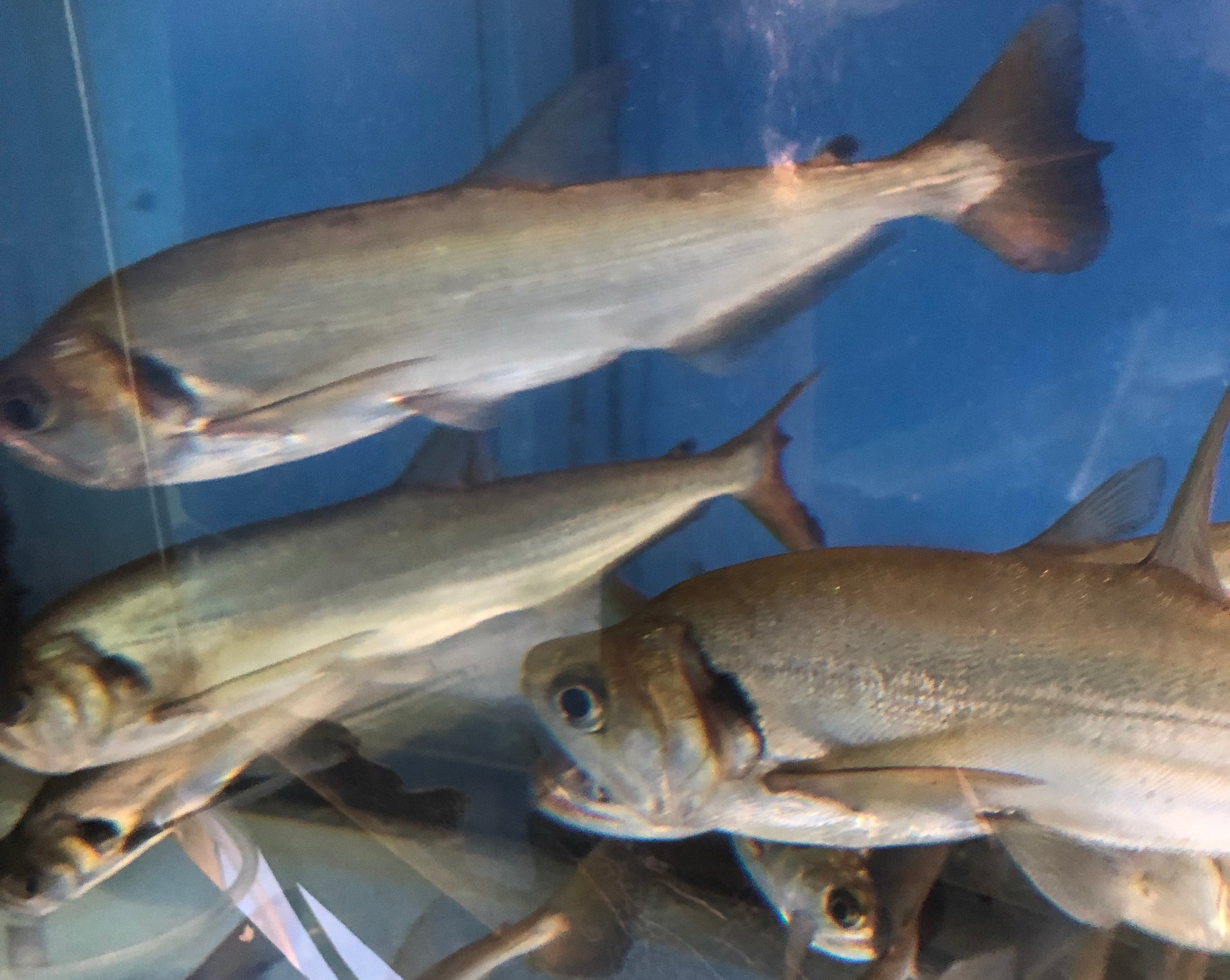 Red Tail Payara Vampire Tetra (Hydrolycus tatauaia) — Predatory Fins