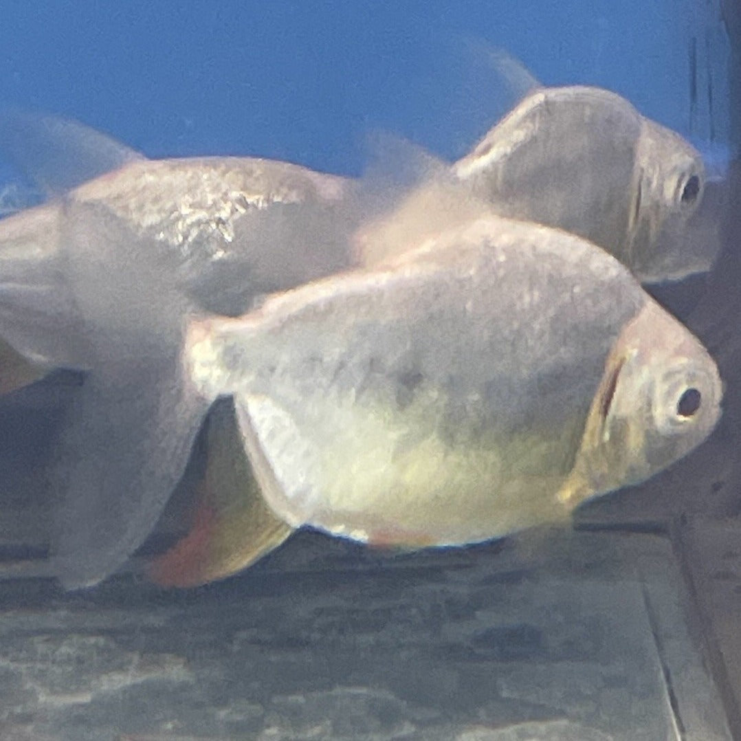 Leucistic Black Pacu (Colossoma macropomum)