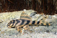 L243 Orange Zebra Pleco (Peckoltia Wernekei)