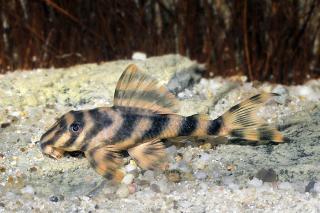 L243 Orange Zebra Pleco (Peckoltia Wernekei)