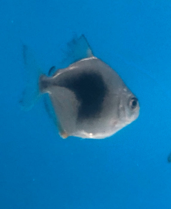 Blackberry Silver Dollar (Myleus schomburgkii sp)