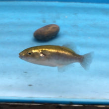 Load image into Gallery viewer, Golden Avocado Puffer Fish (Auriglobus modestus)
