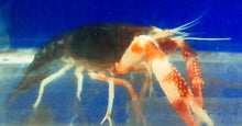 Load image into Gallery viewer, Tricolor Ghost Crayfish (Procambarus clarkii)
