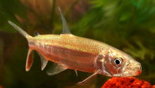 Load image into Gallery viewer, Goliath African Tiger Fish (Hydrocynus goliath)
