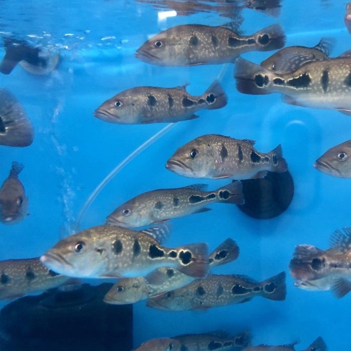 Brokopondo Peacock Bass (Cichla brokopondo)