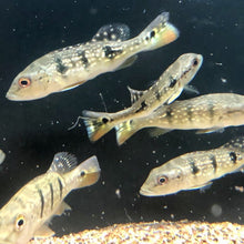 Load image into Gallery viewer, Brokopondo Peacock Bass (Cichla brokopondo)
