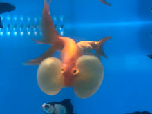 Load image into Gallery viewer, Bubble Eye Goldfish (Carassius auratus)
