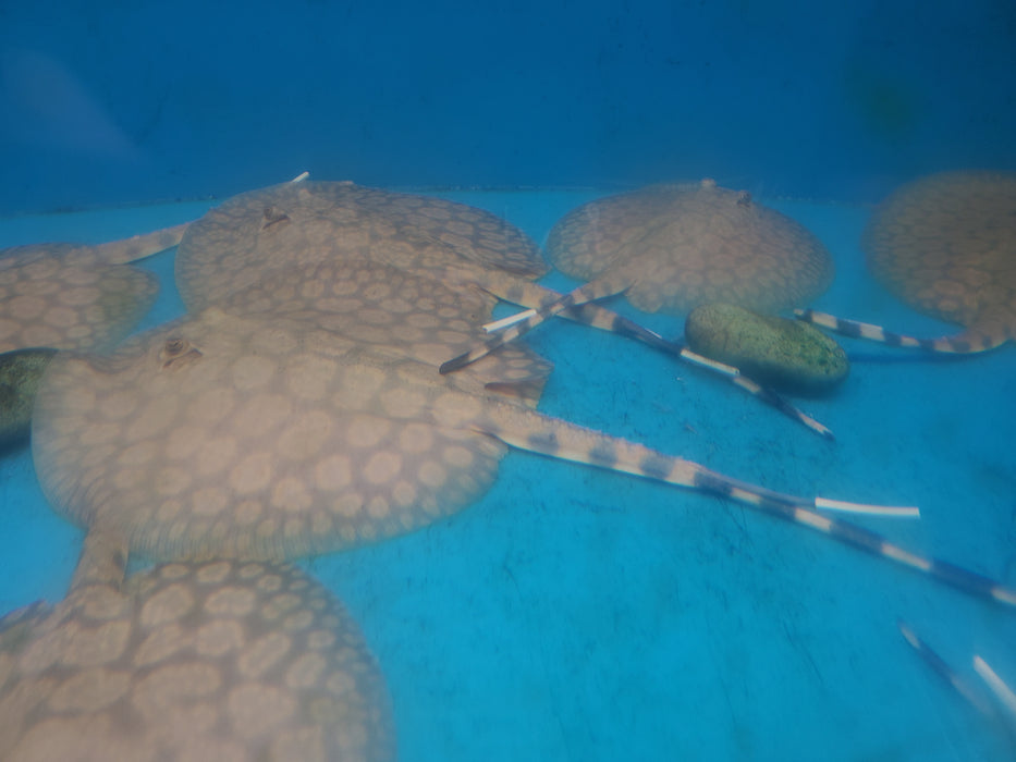 Flower Stingray (Potamotrygon schroederi)