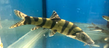 Load image into Gallery viewer, Imperial Loach (Leptobotia elongata)
