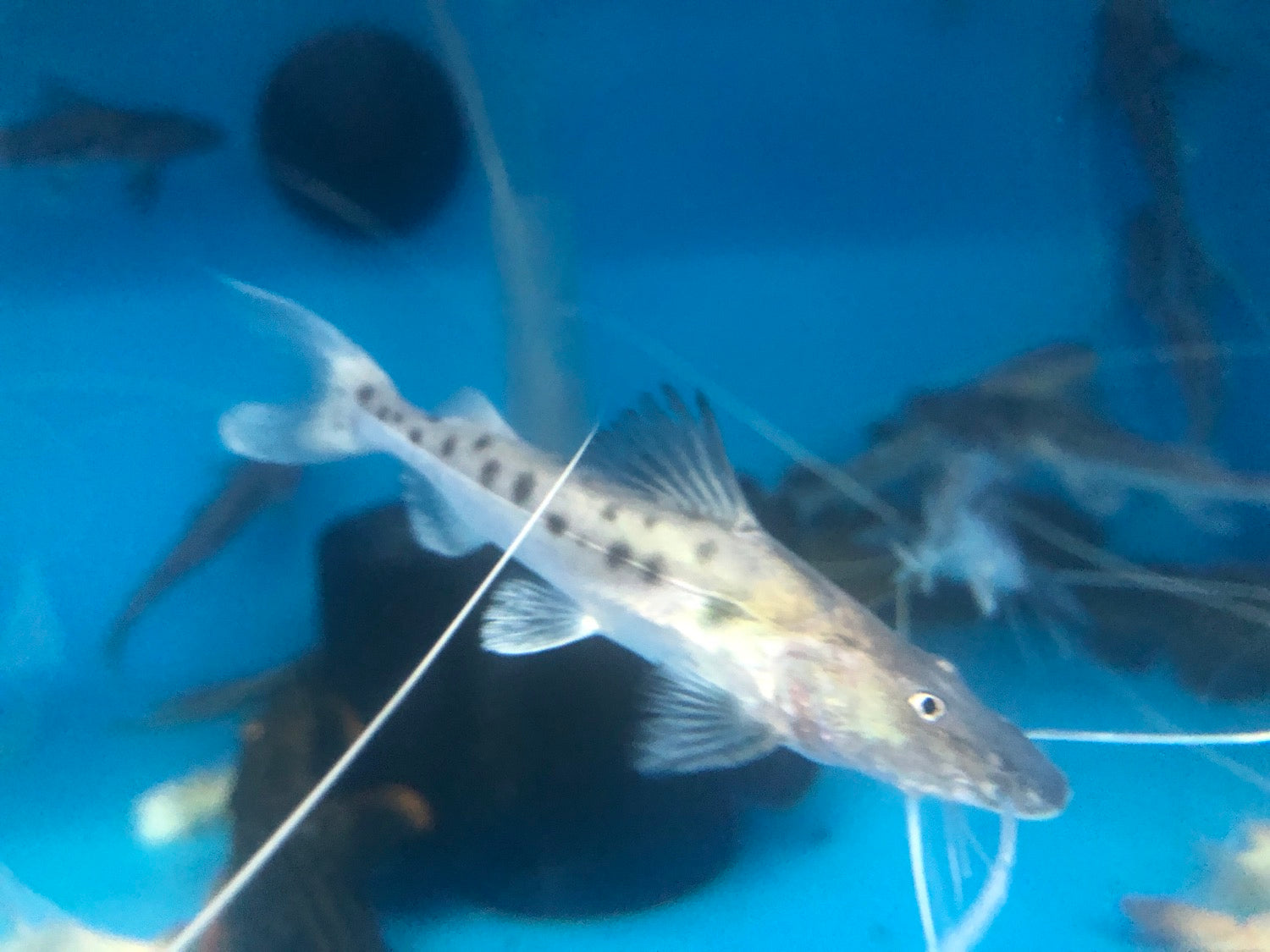 Capapretum Catfish (Brachyplatystoma capapretum)