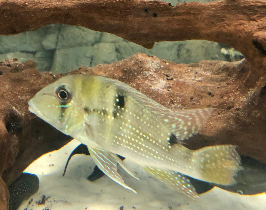 Maroni Eartheater Cichlid (Geophagus harreri)