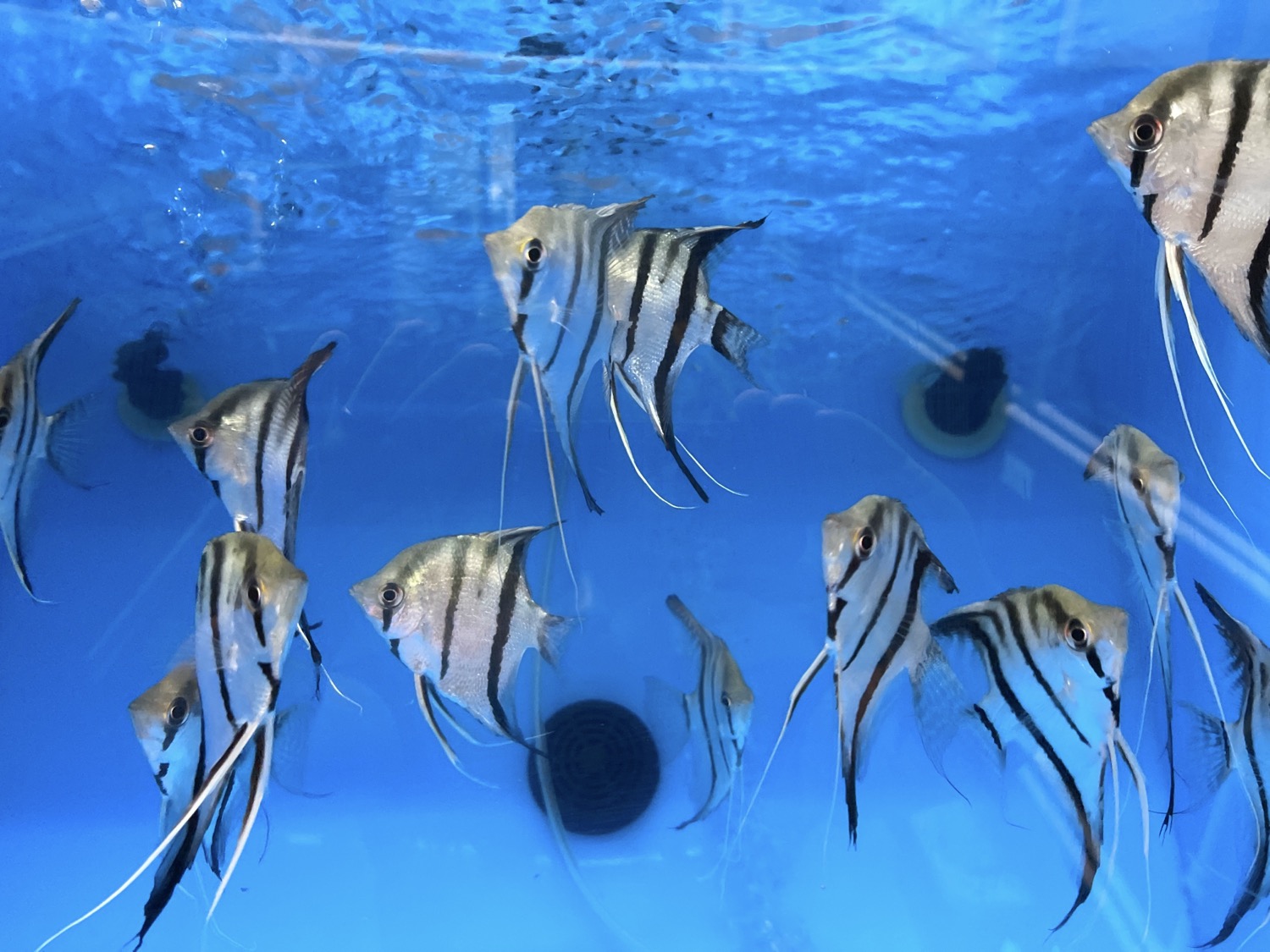 Peruvian Altum Angelfish (Pterophyllum scalare)