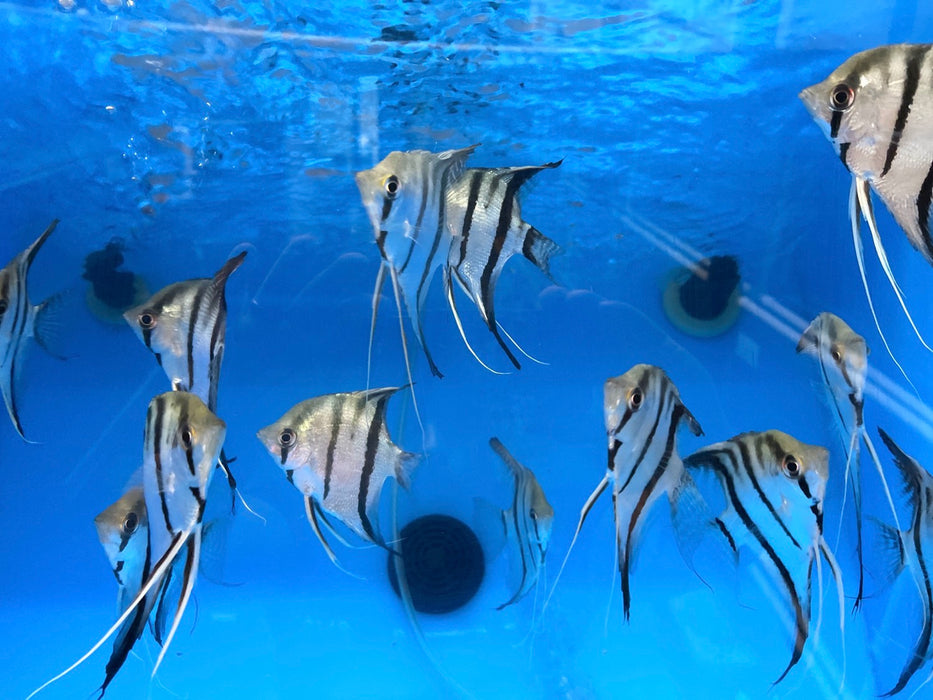 Peruvian Altum Angelfish (Pterophyllum scalare)