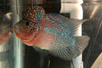 Red Dragon Flowerhorn Cichlid (Cichlasoma sp)