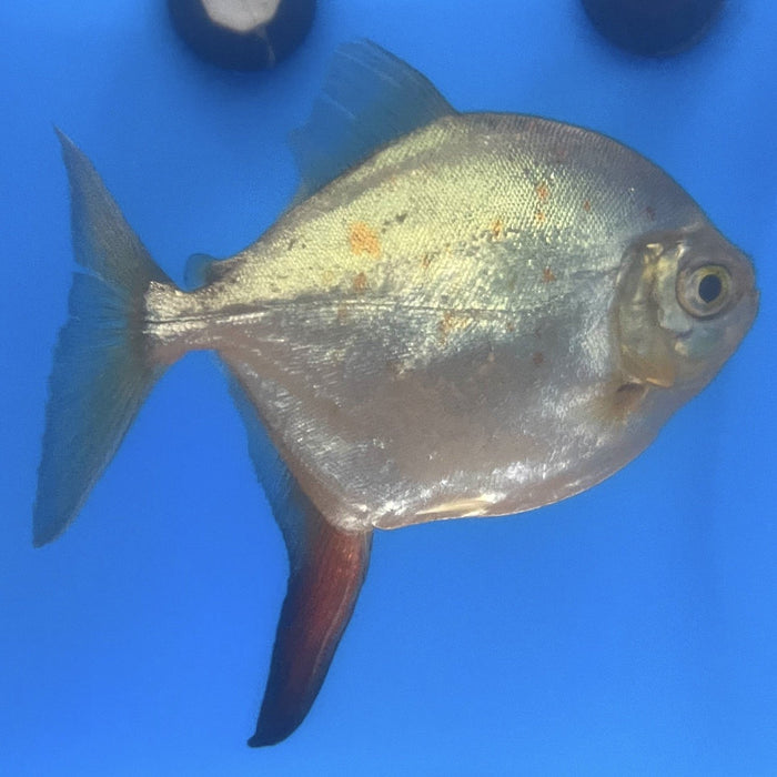 buy red hook silver dollar fish Red Hook Silver Dollar (Myloplus rubripinnis) — Predatory Fins