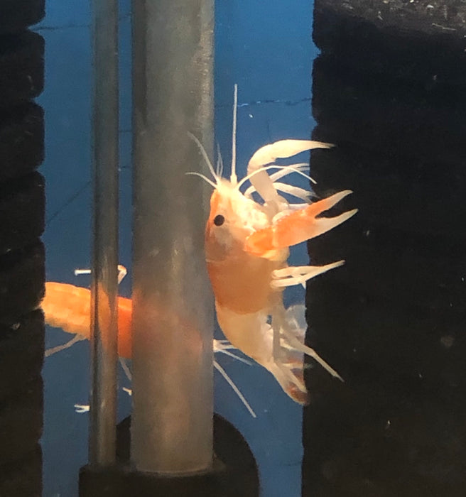 Fire Ball Ghost Crayfish (Procambarus clarkii)