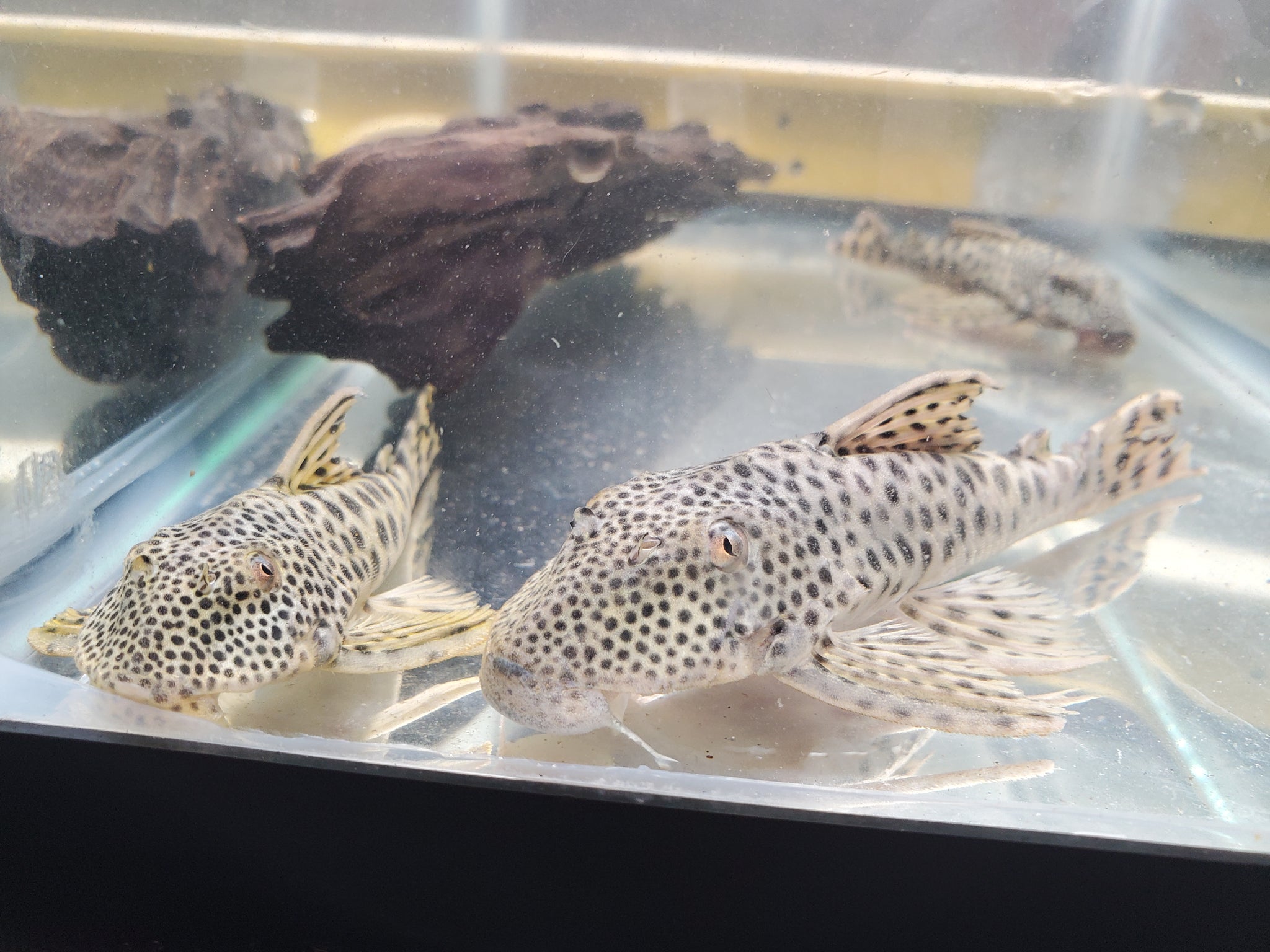 L075 / L124 Para Pleco (Peckoltia sabaji) – Predatory Fins