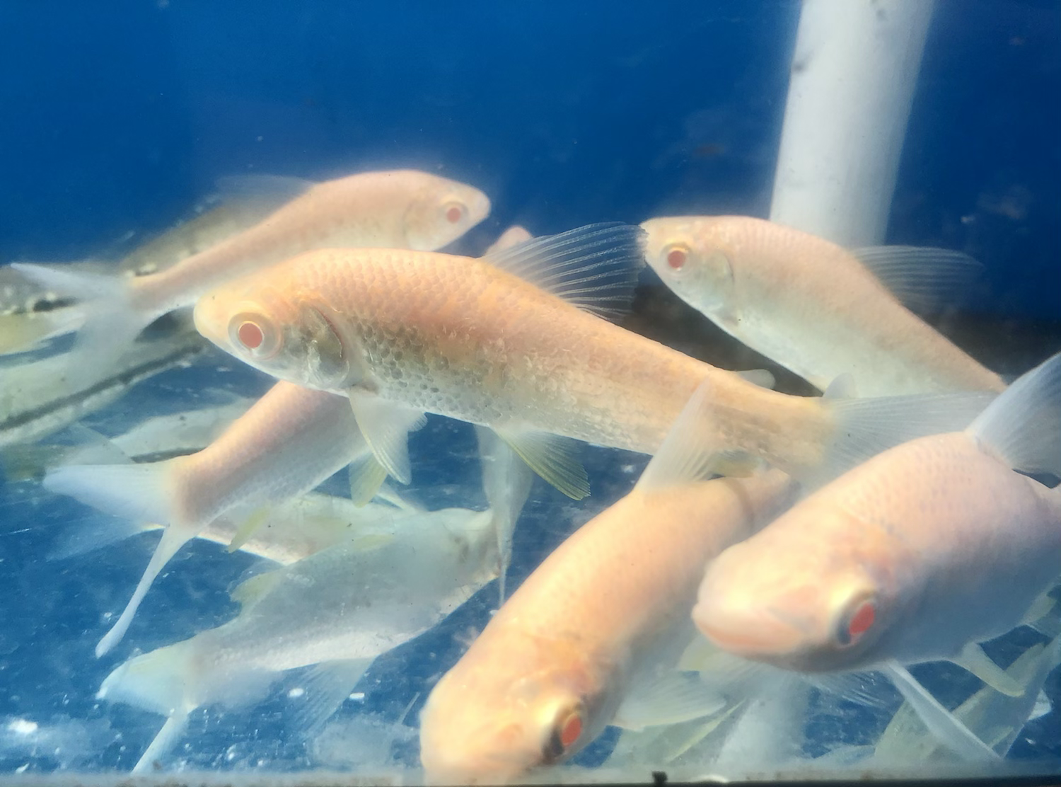 Albino Prochilodus (Prochilodus lineatus)