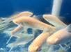 Albino Prochilodus (Prochilodus lineatus)