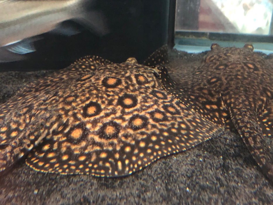 Mini Marble Motoro Stingray