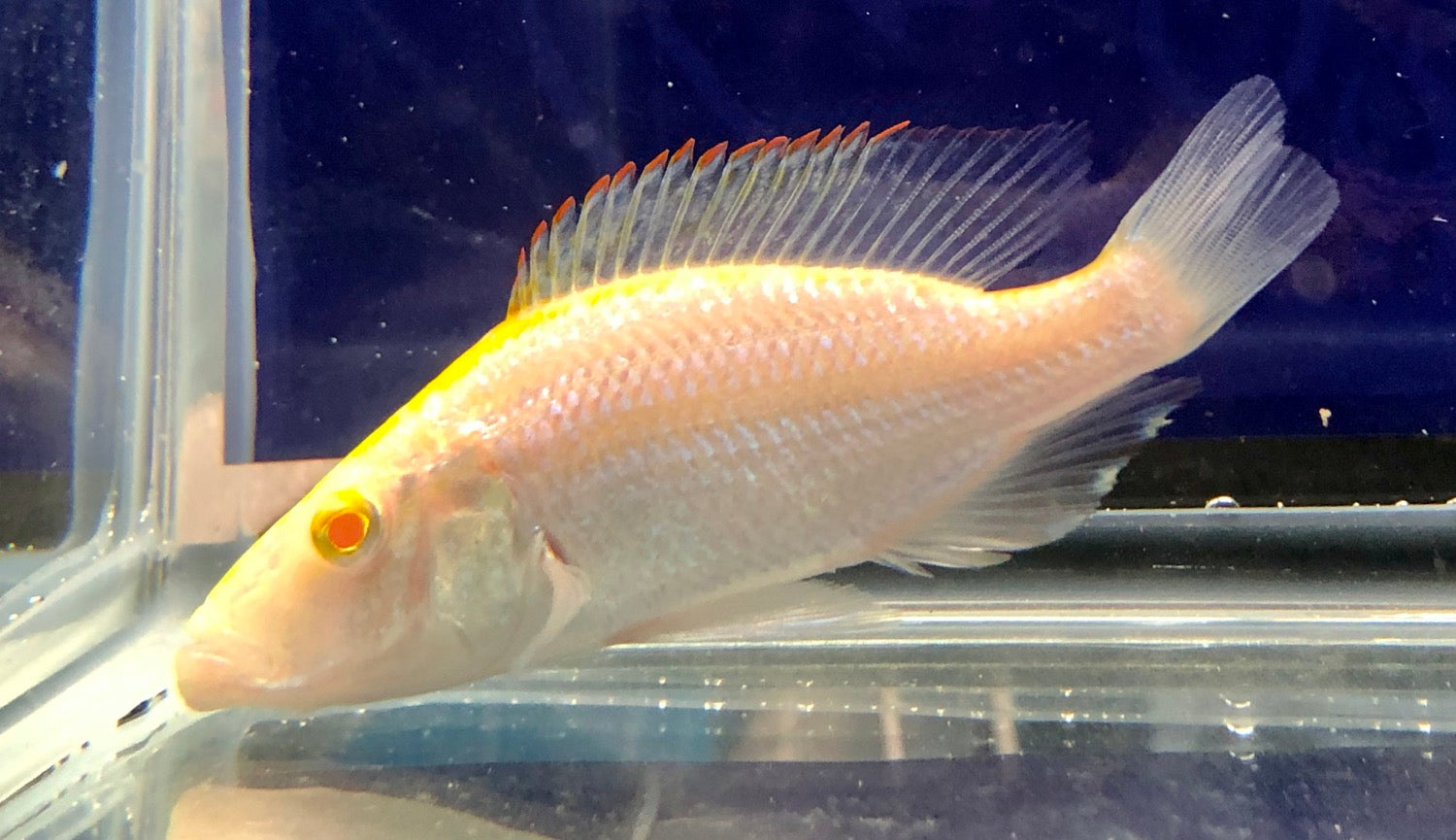 Albino Compressiceps Cichlid (Dimidiochromis compressiceps)