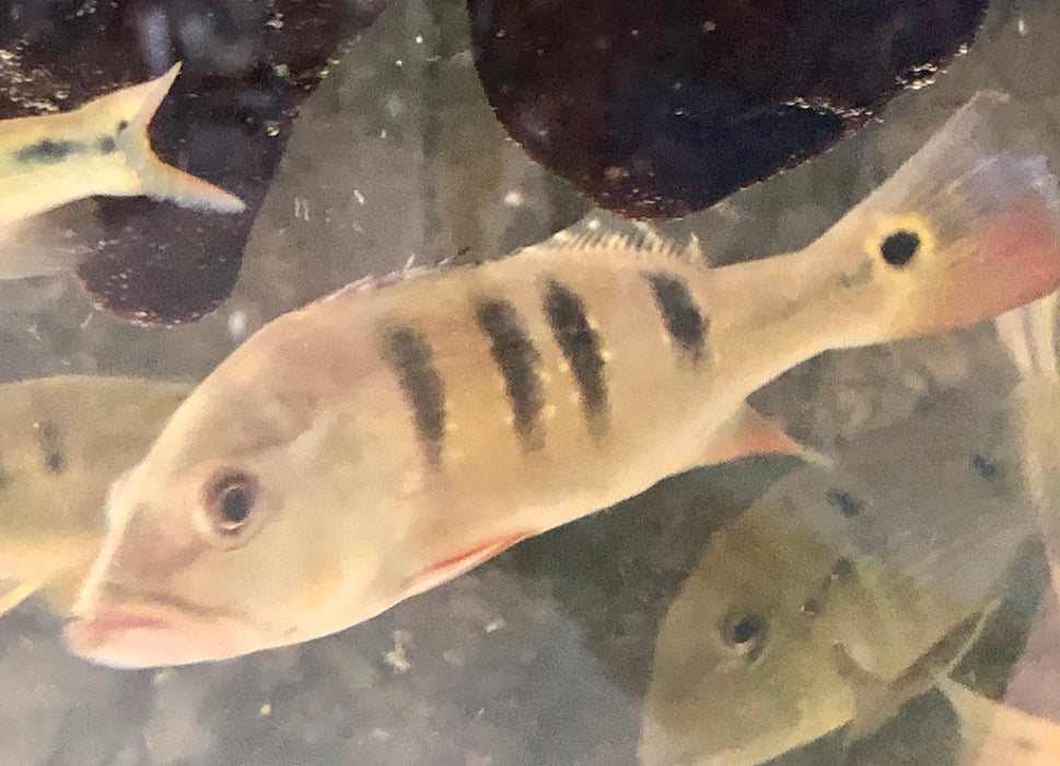 Mono Peacock Bass (Cichla monoculus)