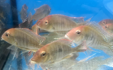 Load image into Gallery viewer, Red Head &#39;Tapajos&#39; Geophagus
