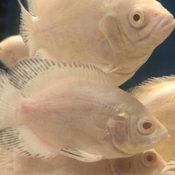 Albino Snow Tiger Oscar (Astronotus ocellatus)