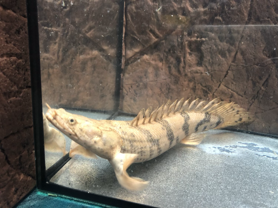 Endlicheri Bichir (Polypterus endlicheri)