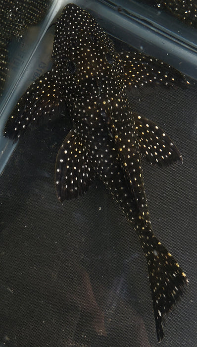 L241 Galaxy Vampire Pleco (Leporacanthicus galaxias)