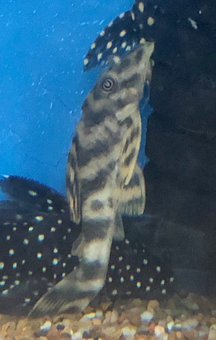 L015 Candy Stripe Pleco (Peckoltia vittata)