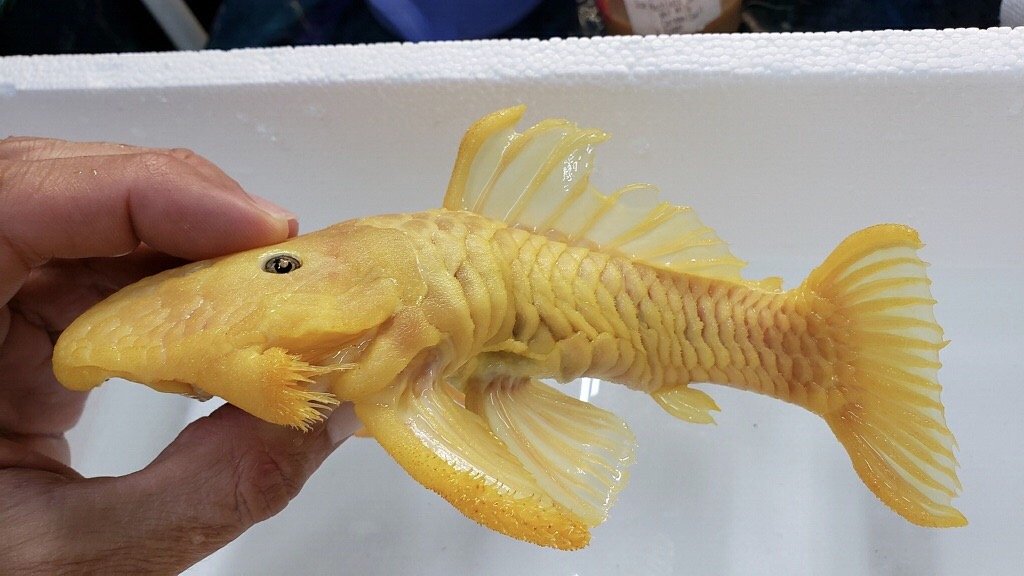 L056 Yellow Rubber Pleco (Parancistrus aurantiacus)