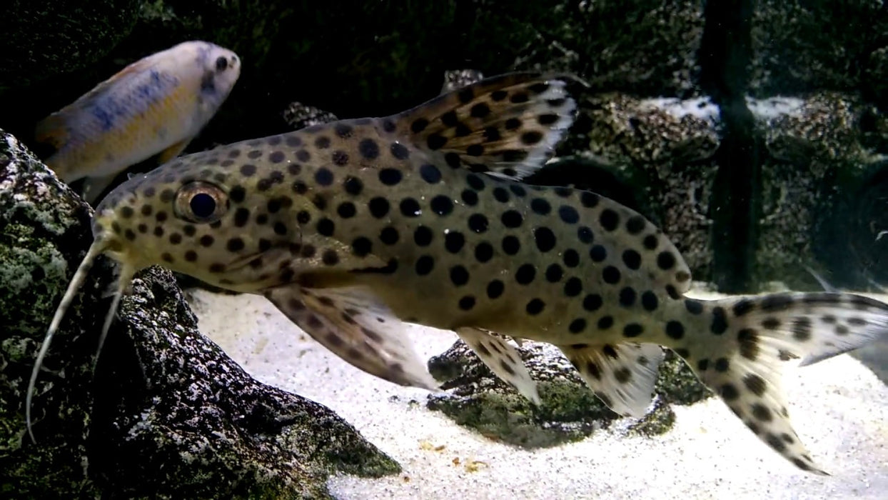 Ocellifer Catfish (Synodontis ocellifer)