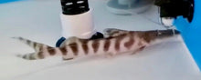 Load image into Gallery viewer, Tigrinus Catfish (Brachyplatystoma tigrinum)
