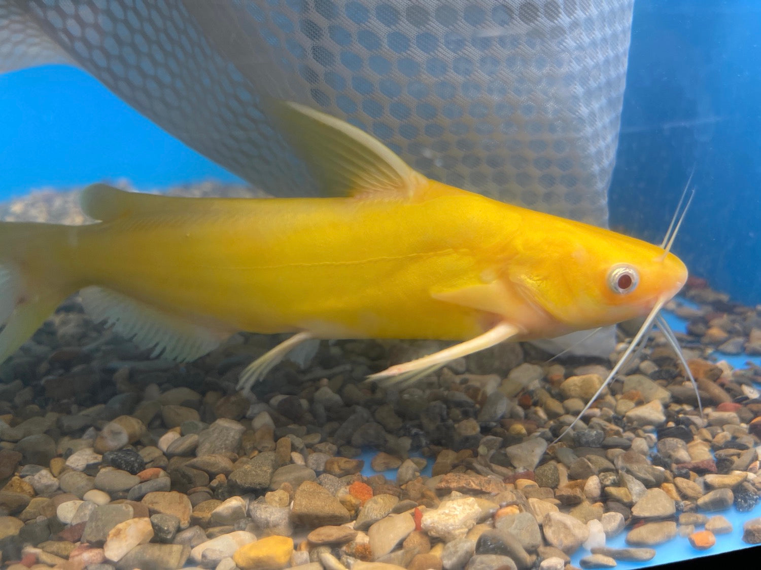 Yellow Amur Catfish (Tachysurus fulvidraco)