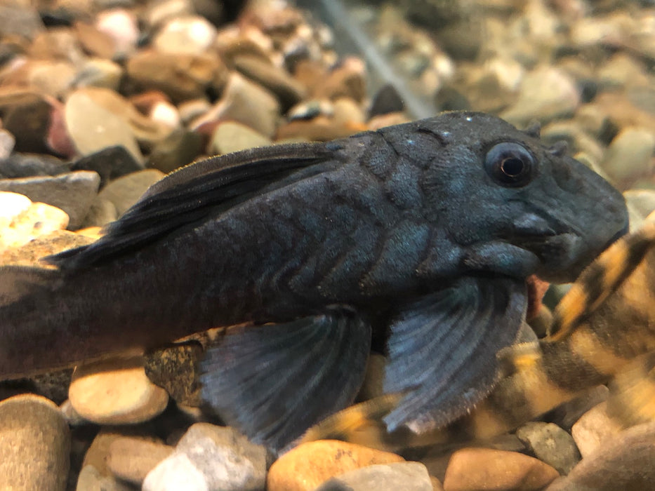 L239 Blue Panaque Pleco (Baryancistrus beggini)
