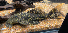 Load image into Gallery viewer, LDA105 Typhoon Pleco (Pseudacanthicus sp)

