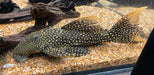 LDA105 Typhoon Pleco (Pseudacanthicus sp)