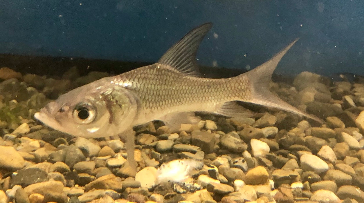 Siamese Giant Barb (Catlocarpio siamensis)