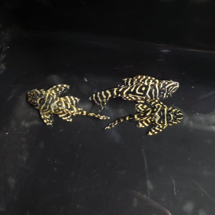 L340 Mega Clown Pleco (Hypancistrus sp)