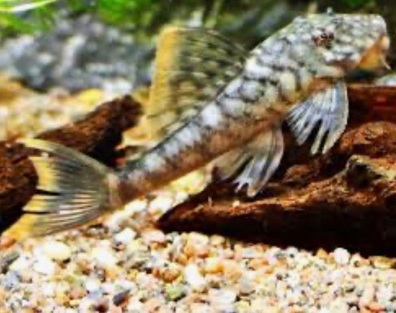 L106 Orange Seam Pleco (Hemiancistrus guahiborum)