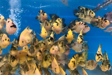 Load image into Gallery viewer, Golden / Yellow Tiger Parrot Cichlid (Cichlasoma  sp)
